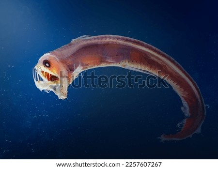 Sloane viperfish (Chauliodus sloani) - deep ocean creature Royalty-Free Stock Photo #2257607267