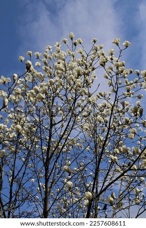 Blue sky and white magnolia flowers