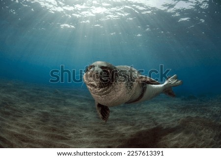 Diving picture of Mediterranean monk seal
