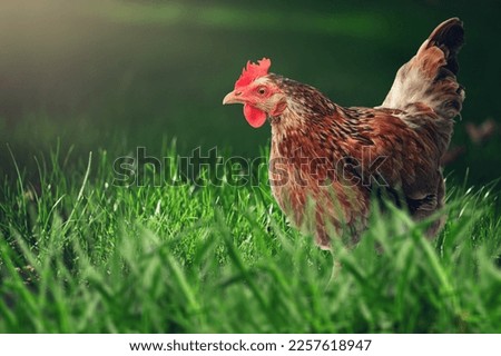 Old rooster walking on the green grass at the farm