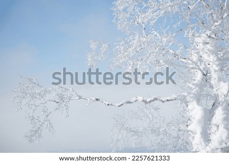 Long snow covered frozen tree branch Royalty-Free Stock Photo #2257621333