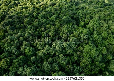 Aerial view of dark green forest with misty clouds. Rich natural ecosystem of rainforest concept of natural forest conservation and reforestation Royalty-Free Stock Photo #2257621351