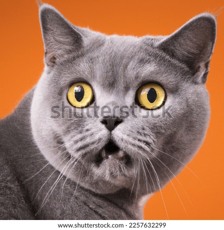 Cute british shorthair cat portrait looking surprised or shocked on an orange background with copy space Royalty-Free Stock Photo #2257632299