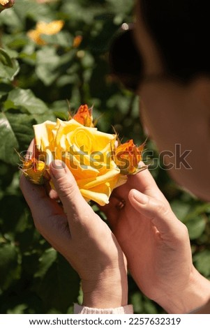 Over the shoulder view of a woman in sunglasses holding a large yellow rose with buds in her palms, selective focus.