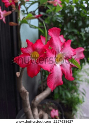 close up of beautiful frangipani flower with blurred background