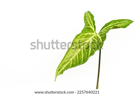 Colorful tropical leaves on white background with copy space.