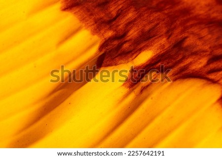 Creative abstract photograph.Dried brown part of Banana leaf.color contrast.Abstract photograph.