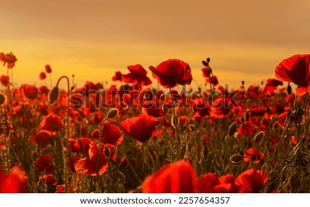 Anzac background. PRemembrance day, Memorial in New Zealand, Australia, Canada and Great Britain. Red poppies. Memorial armistice Day, Anzac day banner. Remember for Anzac, Historic war memory.