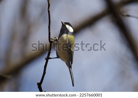 Shikuukara, Geat tit (Parus minor), birds classified in the order Sparrowhawks, the family Titmice (Titmidae)