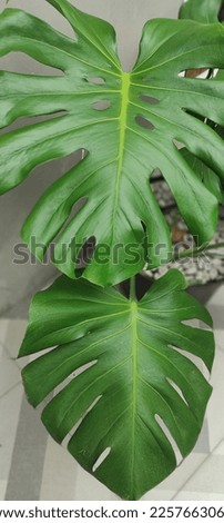 Giant green Monstera Deliciosa leaf
