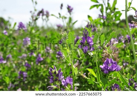 Alfalfa flowers for growing seeds, alfalfa in a field with flowers, background Royalty-Free Stock Photo #2257665075