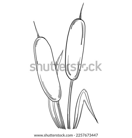 Sketch reeds leaves isolated, suitable for nature concept, summer and holiday. Black and white clip art isolated. Antique vintage engraving illustration for emblem. Herbal medicine.
