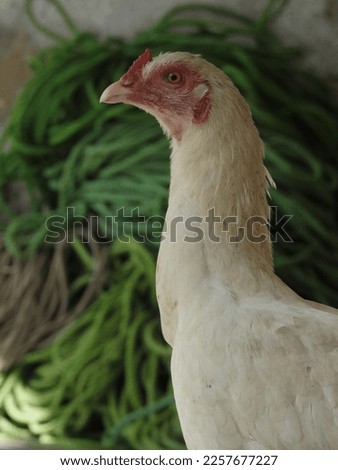 A white hen inside home in village.