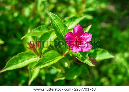 Photography on theme beautiful wild growing flower weigela on background meadow, photo consisting of wild growing flower weigela to grass meadow, wild growing flower weigela at herb meadow countryside Royalty-Free Stock Photo #2257701763