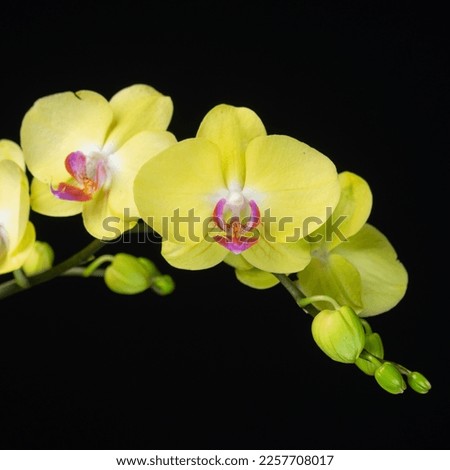 Beautiful yellow phalaenopsis orchid are blooing Royalty-Free Stock Photo #2257708017