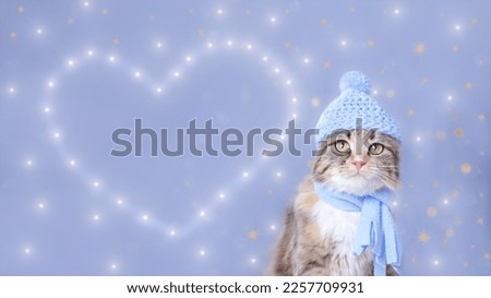 Cat posing at camera. copy space.  
Postcard. Valentine's Day. Cute Cat in a blue hat and scarf on a blue background. Lovely Kitten dressed in a knitted hat . Heart shape Valentine with a shiny heart