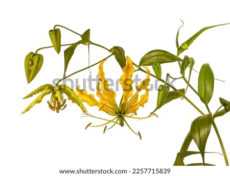 Blooms flower Gloriosa superba 'Rothschildiana', Gloriosa lily on white background isolate. An exotic liana from tropical and southern Asia and Africa, Australia and Oceania.