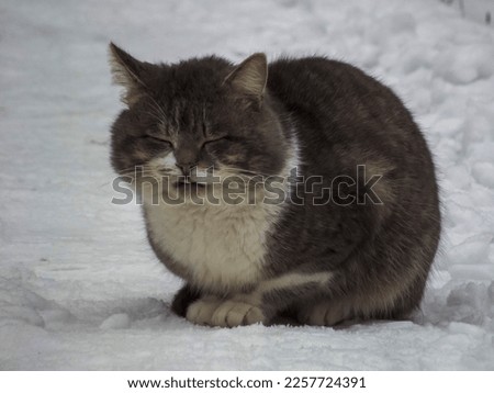 A close-up photo of a street cat in winter