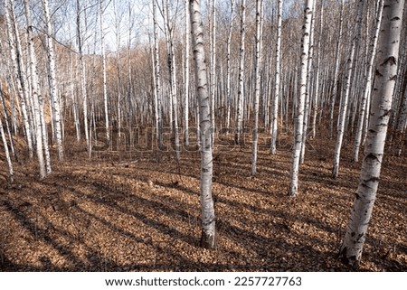 a white birch forest in winter