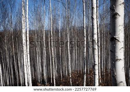 a white birch forest in winter