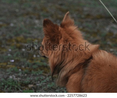 Orange chihuahua looking straight in the exact direction.