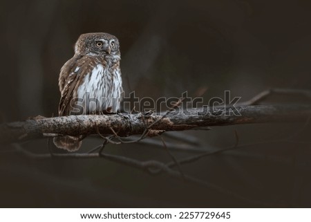 The Eurasian pygmy owl is the smallest owl in Europe, Czechia