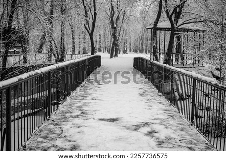 Black and white image of the winter state of nature in the city park.