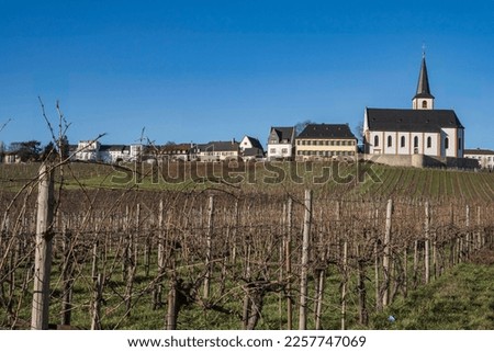 View over vineyards towards the parish church of St. Peter and Paul in Hochheim am Main
 - Germany on a sunny spring day