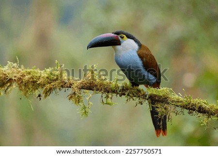 Black-billed Mountain-toucan from our journey in Colombia