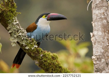 Black-billed Mountain-toucan from our journey in Colombia