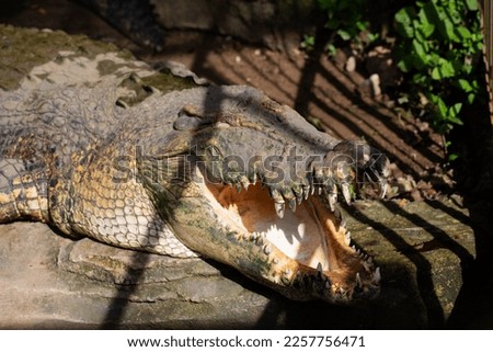a large crocodile standing still with its mouth open, picture taken from above during the day