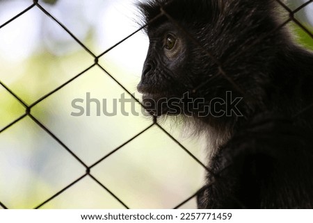 the Javan Lutung in a cage, picture taken during the day