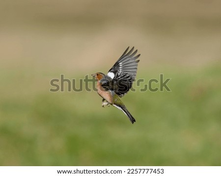 common male chaffinch  Fringilla coelebs taking to the air vertical lift off wings open Royalty-Free Stock Photo #2257777453