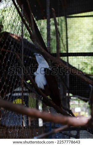 a brahminy kite (Haliastur indus) in a cage, picture taken during the day