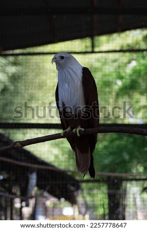 a brahminy kite (Haliastur indus) in a cage, picture taken during the day