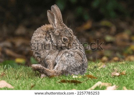 bunny rabbit on the grass cleaning itself in the uk in the summer