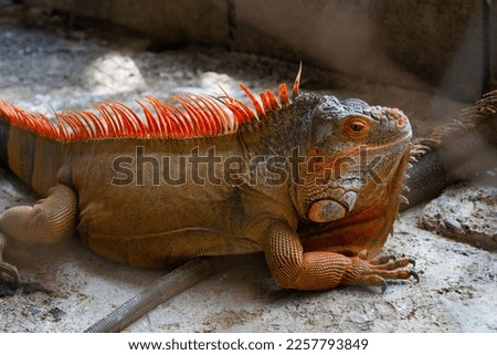 Rock iguana in a cage, picture taken during the day
