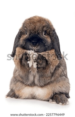 Domestic rabbit isolated on white