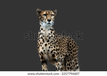 A portrait of a Cheetah