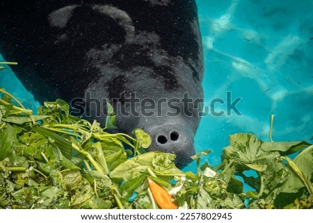 African Manatee is going to surface for breathing