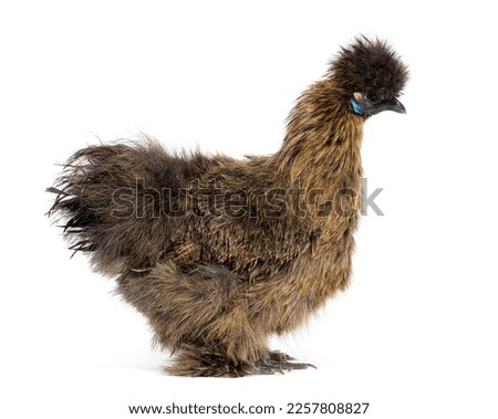 Side view of a Partridge Silkie hen, isolated on white Royalty-Free Stock Photo #2257808827