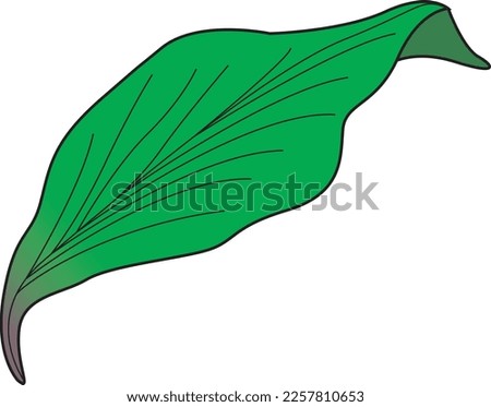 Make simple leaf Vector illustration for clipart