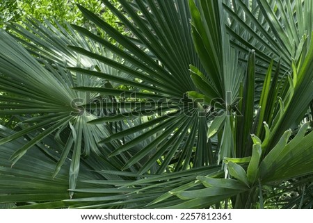 Saw palm leaves. Exotic plant in the park, selective focus, plant background