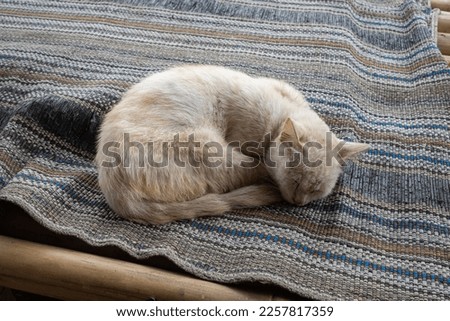a cat sleeping on a mat