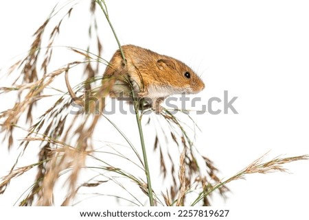 Harvest mouse, Micromys minutus, climbing, holding and balancing on high grass, isolated on white Royalty-Free Stock Photo #2257819627