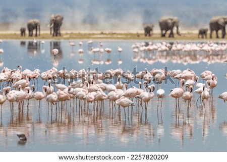A group of flamingos and elephants in Amboseli National Park Royalty-Free Stock Photo #2257820209
