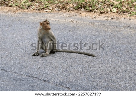Monkey sitting on the road stock photo