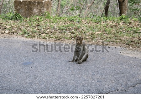 Monkey sitting on the road stock photo