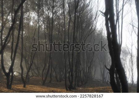 the view of the misty forest with some dry plants looks scary
