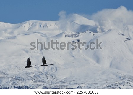 Swans flying with a snowy mountain peak
